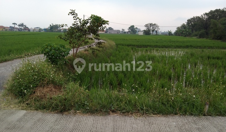 SAWAH PROSFEKTIF TEGAL SUMEDANG 1