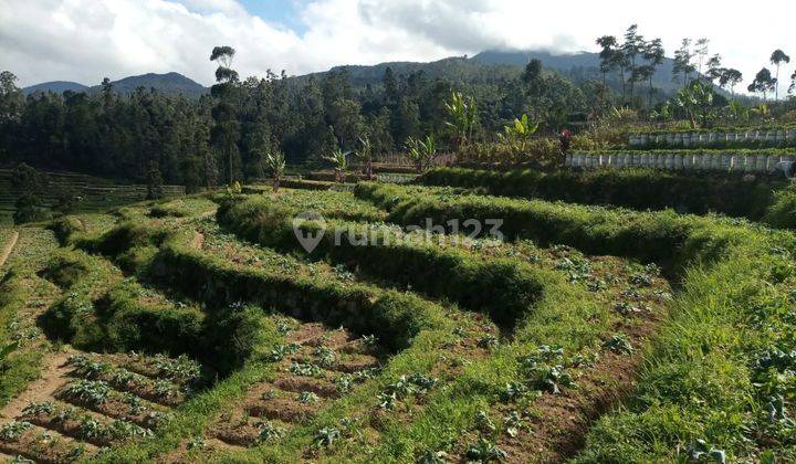 Tanah Wisata  Ciwidey 1