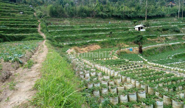 Tanah Wisata  Ciwidey 17