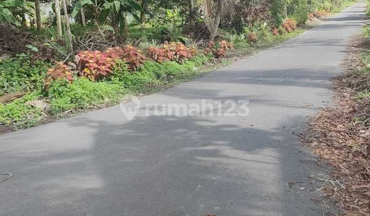 Lahan Perkebunan Durian Di Purwobinangun Pakem