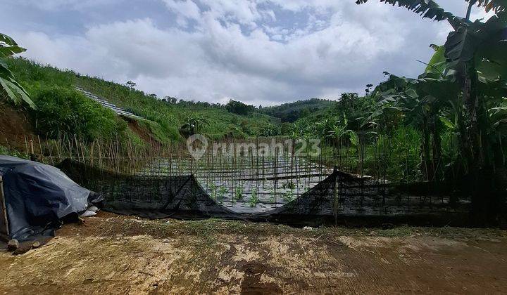 Tanah Dijual Di Puncak, Sukaresmi Cianjur Jawa Barat 1