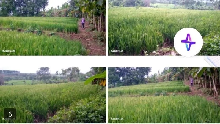 TYAS- DiJual Tanah di JALAN RAYA DUNGUS , Wungu , Madiun TYAS- DiJual Tanah di JALAN RAYA DUNGUS , Wungu , Madiun