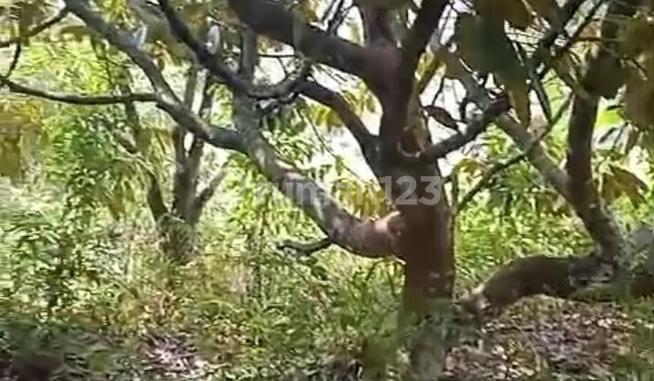 TYAS- DiJual Tanah di MBODAG , Kare , Madiun TYAS- DiJual Tanah di MBODAG , Kare , Madiun