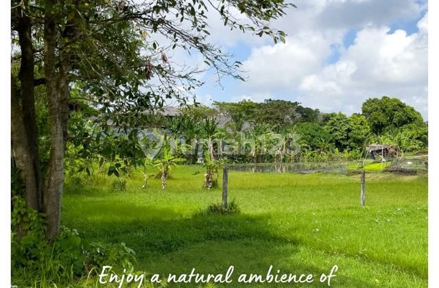 Jual Tanah di Canggu