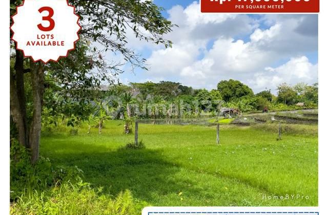 Jual Tanah di Canggu View Sawah Jual Tanah di Canggu View Sawah
