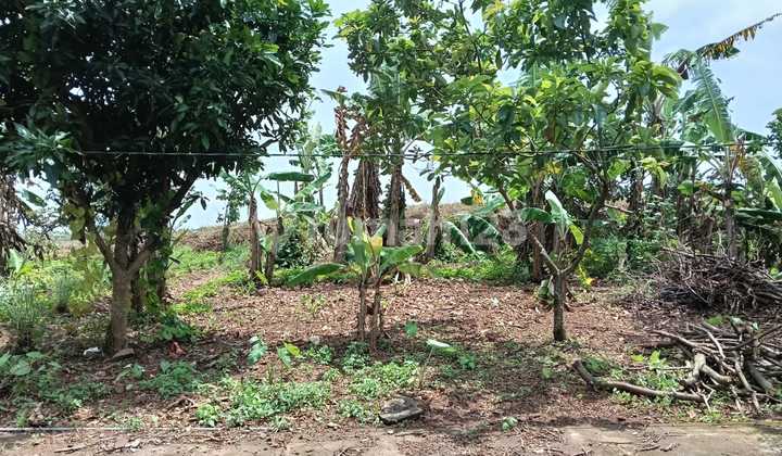 Ready to Build Land Near Mijen Market Bsb Semarang 2