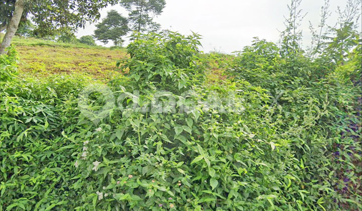 Mariwati Land Plot, Sukaresmi, Cianjur, West Java