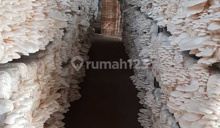 Dijual Pabrik Jamur Tiram Cipanas Cianjur Jawa Barat