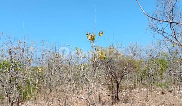 Tanah Kebun View Laut Bukit Lembah di Singaraja 4000.0 M² SHM Tanah Kebun View Laut Bukit Lembah di Singaraja 4000.0 M² SHM