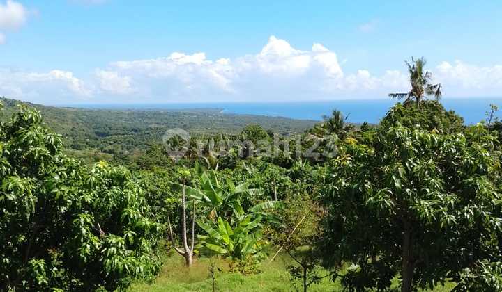 Tanah Kebun Murah di Singaraja 7500.0 M² SHM Tanah Kebun Murah di Singaraja 7500.0 M² SHM