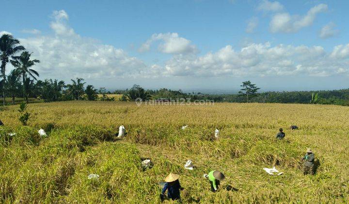  Tanah Kavling Kebun Durian  di Jalan subak piya desa wangaya , Abiantuwung 1