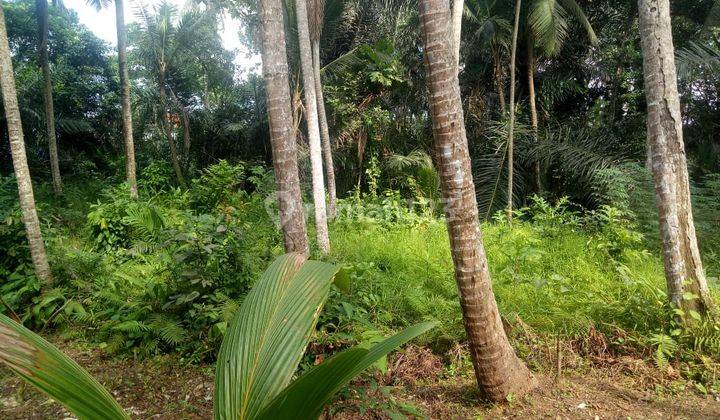  Cheap Petulu Land in Ubud SHM - Certificate of Ownership for 922 Are 1