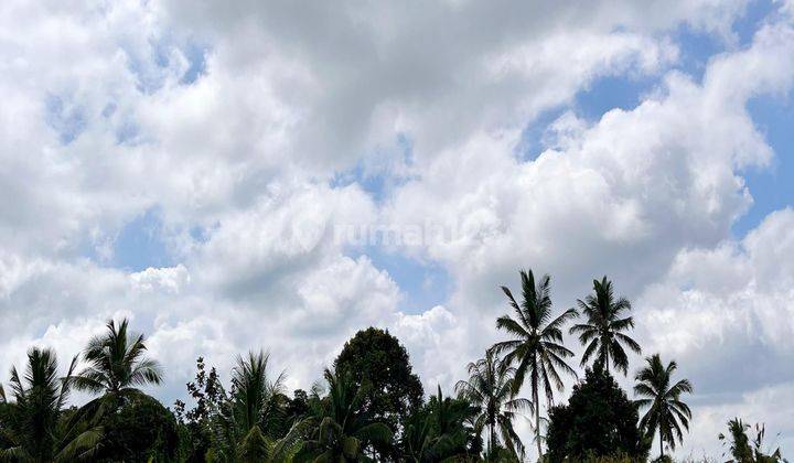  Tanah Murah  di Tegallalang SHM - Sertifikat Hak Milik 2620 Squaremeter 1