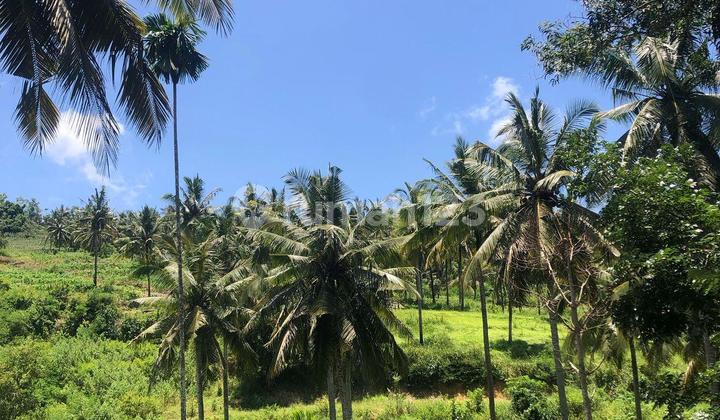 Tanah Murah Lombok Di Pujut 2900 SHM m²