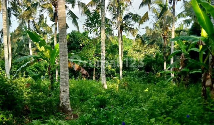 Land in Tabanan 2990 m² SHM Suitable for Business