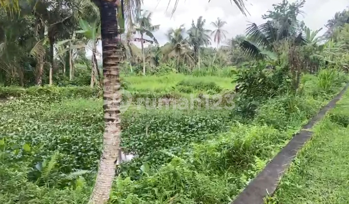 Tanah Murah Di Ubud 7500 M² Shm Cocok Untuk Bisnis Anda