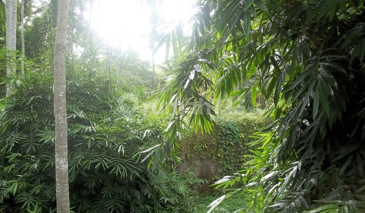 Tanah Murah Di Cepaka Shm 10000 M² Cocok Untuk Bisnis Anda Tanah Murah Di Cepaka Shm 10000 M² Cocok Untuk Bisnis Anda