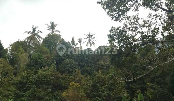 Tanah Kebun Cengkeh Murah 3 Hektar 30000.0 M² SHM di Singaraja