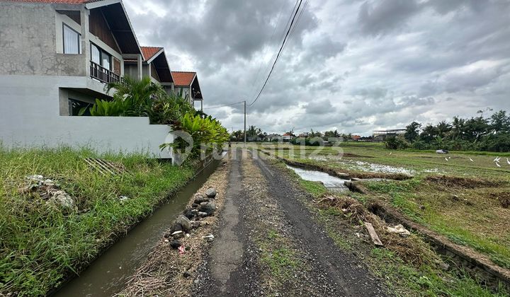 Tanah Murah Di Nyanyi Canggu 250 m² SHM