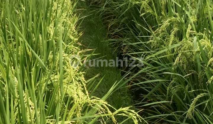 Tanah Murah Di Kedungu 2000 m² SHM Tanah Murah Di Kedungu 2000 m² SHM