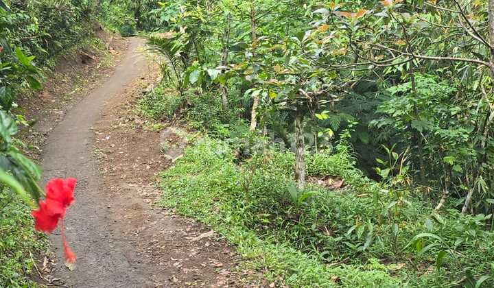 Munduk Waterfall Land in Singaraja 15,000.0 M²