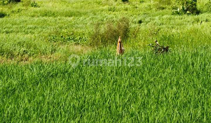 Tanah Dekat Pantai di Kelating SHM 12000.0 M² Tanah Dekat Pantai di Kelating SHM 12000.0 M²