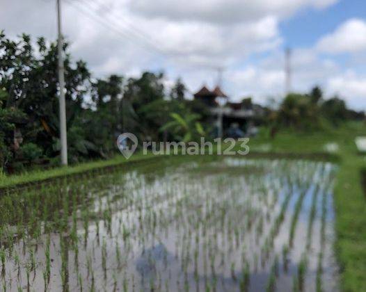 Tanah 28,2 Are View Sawah di Pejeng Kelod, Gianyar 2