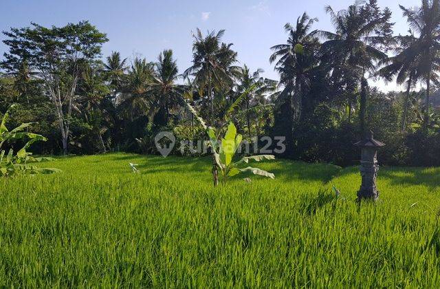 Tanah 28,2 Are View Sawah di Pejeng Kelod, Gianyar 1