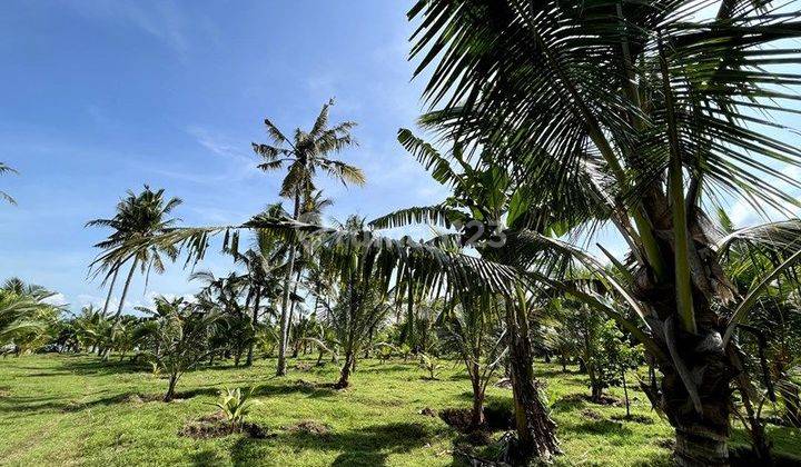 LOS PANTAI 2,57 Hektar PANTAI MELAYA, NUSASARI, JEMBRANA 2