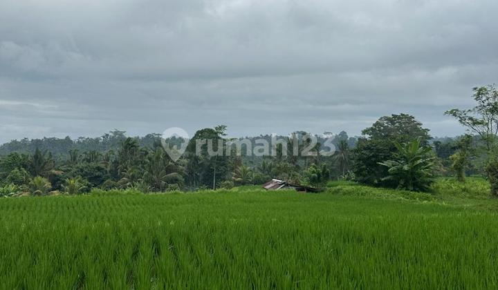 VIEW HUTAN & SAWAH!! Tanah 10 Are JALAN UTAMA TEGALLALANG, UBUD VIEW HUTAN & SAWAH!! Tanah 10 Are JALAN UTAMA TEGALLALANG, UBUD