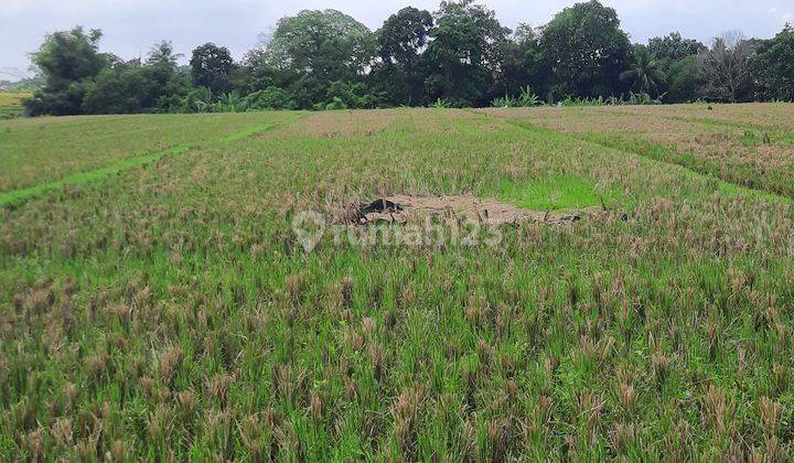 Majestic Land For Lease In Kedungu, Tabanan, Bali 1