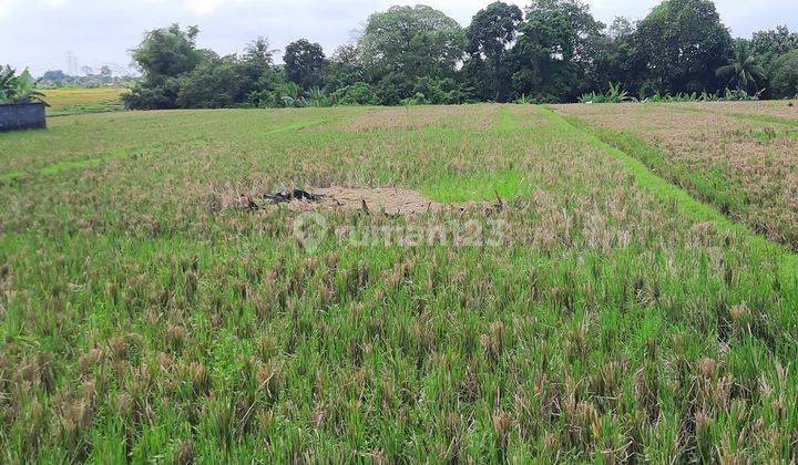 Majestic Land For Lease In Kedungu, Tabanan, Bali 5