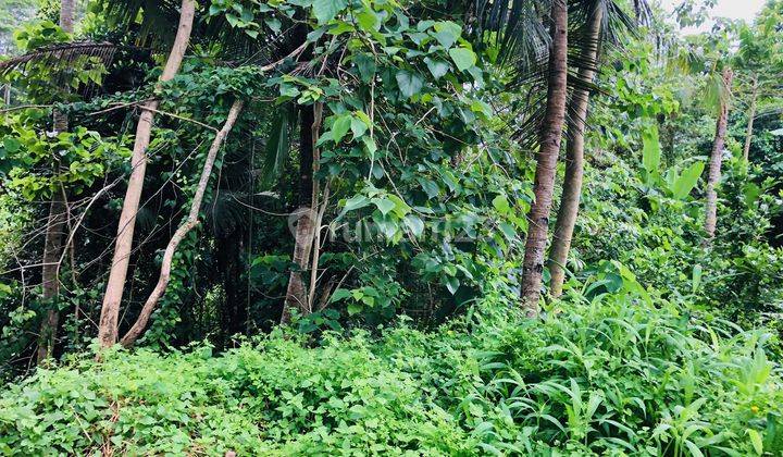Tanah Lokasi Sangat Tenang Di Samplangan, Gianyar, Bali 5
