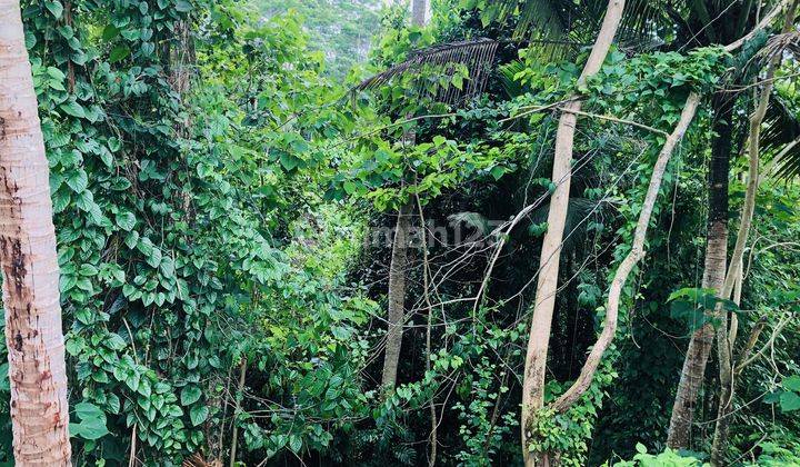 Tanah Lokasi Sangat Tenang Di Samplangan, Gianyar, Bali 6