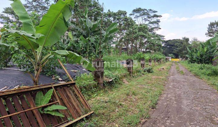 Dijual Pabrik Pengolahan Kayu Dan Peternakan Ayam 2