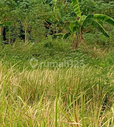Tanah Murah Siap Bangun di Mranggen Demak A5125 Tanah Murah Siap Bangun di Mranggen Demak A5125