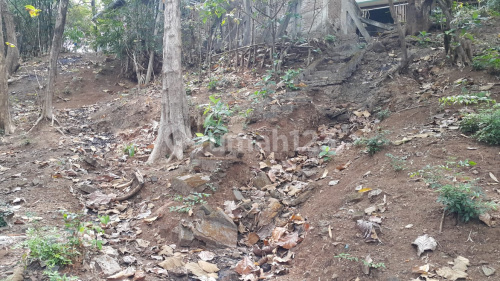 Tanah Murah Sejuk di Pengkol Jepara A5463