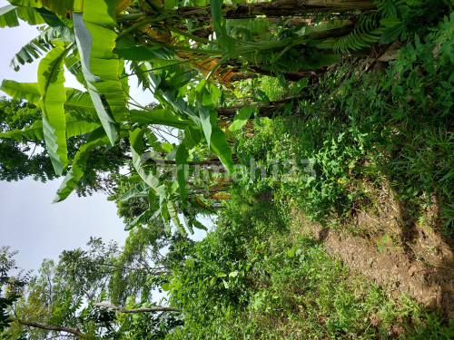 Tanah Siap Bangun Bagus Di Gunung Pati A4942 1
