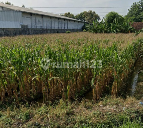 Affordable Strategic Land by the Roadside in Gumuh Kendal A4714