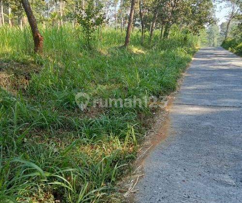 Tanah Luas Siap Jual di Getasan Semarang A1194 2