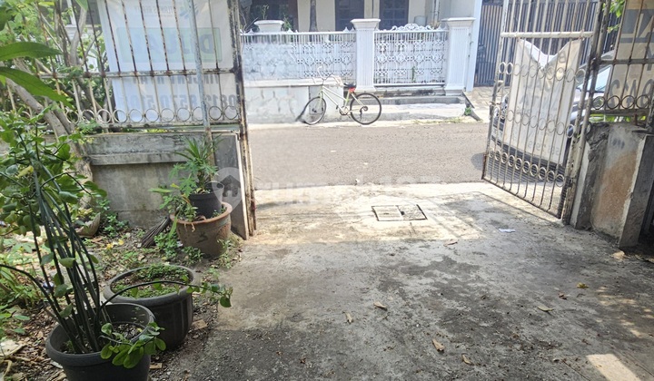 Kayu Putih Harga Termurah