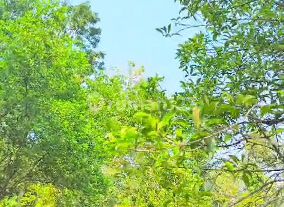 DIJUAL KEBUN CENGKEH & DURIAN WONOSALAM JOMBANG - PRODUKTIF