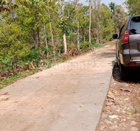 DIJUAL KEBUN CENGKEH & DURIAN WONOSALAM JOMBANG - PRODUKTIF