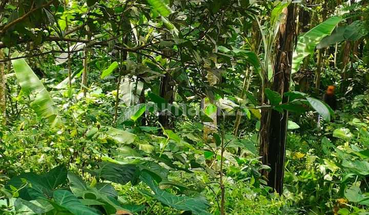 Prigen Pasuruan, lahan pertanian. Murah banget.  2