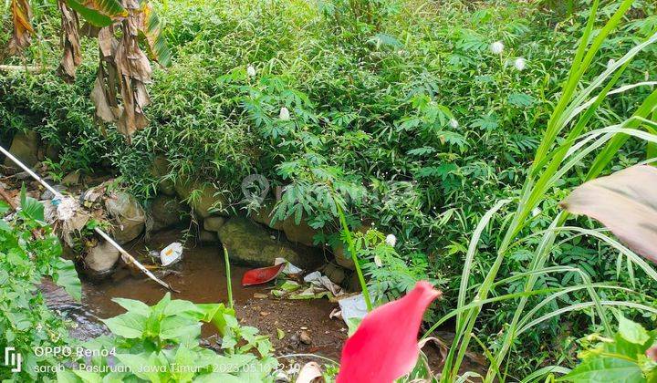 Prigen Pasuruan, lahan pertanian. Murah banget.  8