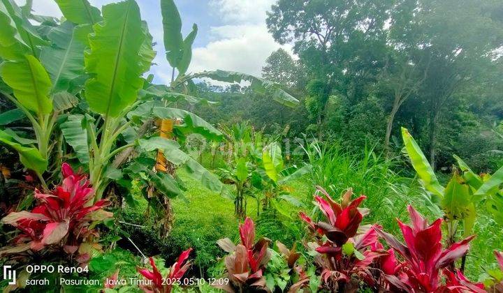 Prigen Pasuruan, lahan pertanian. Murah banget.  9