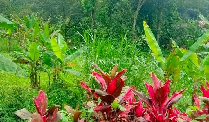 Prigen Pasuruan, lahan pertanian. Murah banget.  10