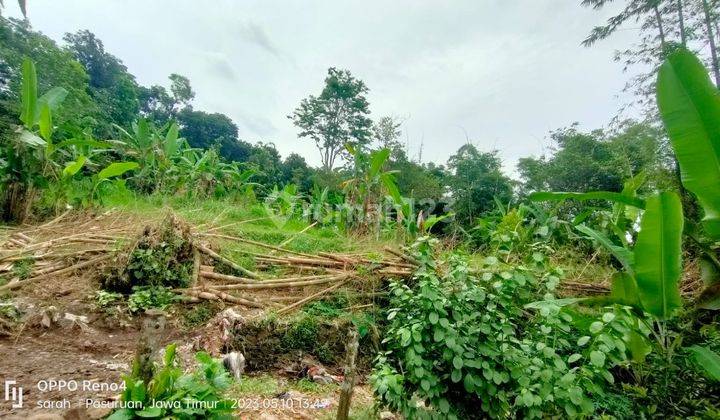 Prigen, lahan pertanian dan peternakan. Murah 1