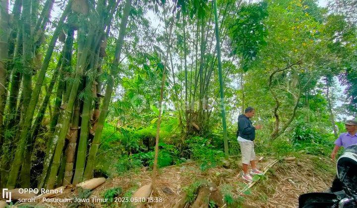 Prigen, lahan pertanian dan peternakan. Murah 9