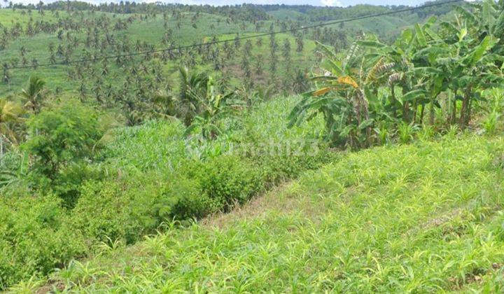 Kebon Kelapa Tulung Agung Blitar, Hak Sewa, Murah 1